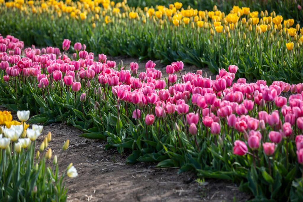 Vibrant rows of pink, yellow, and white tulips blooming in a rural field in Hancock, NH.