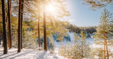 A serene winter woodland scene with sunlit snow-covered trees and a clear blue sky.
