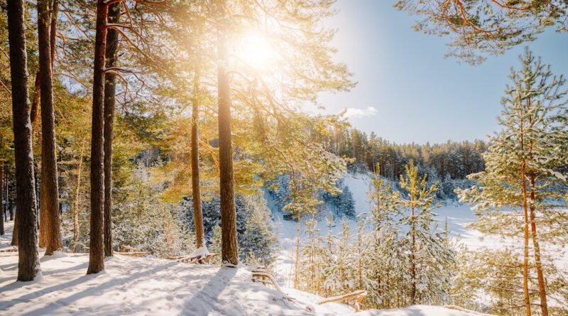 A serene winter woodland scene with sunlit snow-covered trees and a clear blue sky.