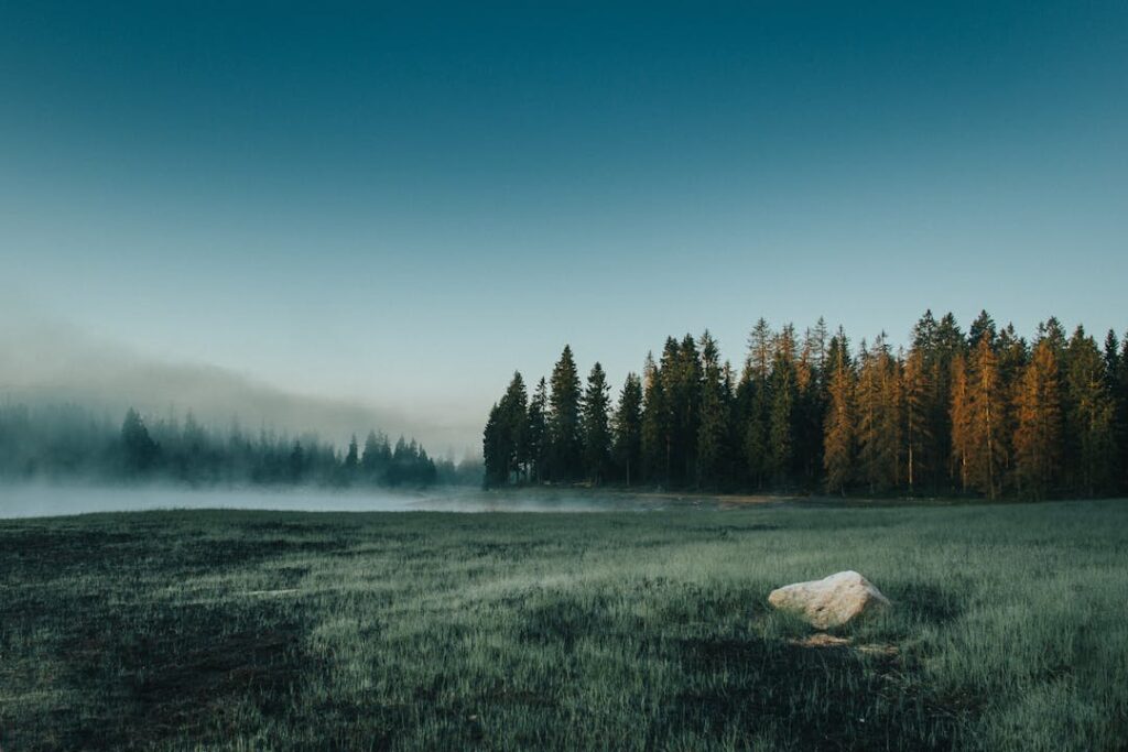 Tranquil forest landscape with misty dawn light, highlighting German countryside beauty.